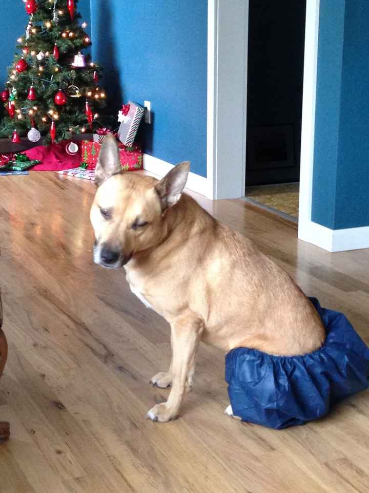 NWR lol people think my dogs are scary..