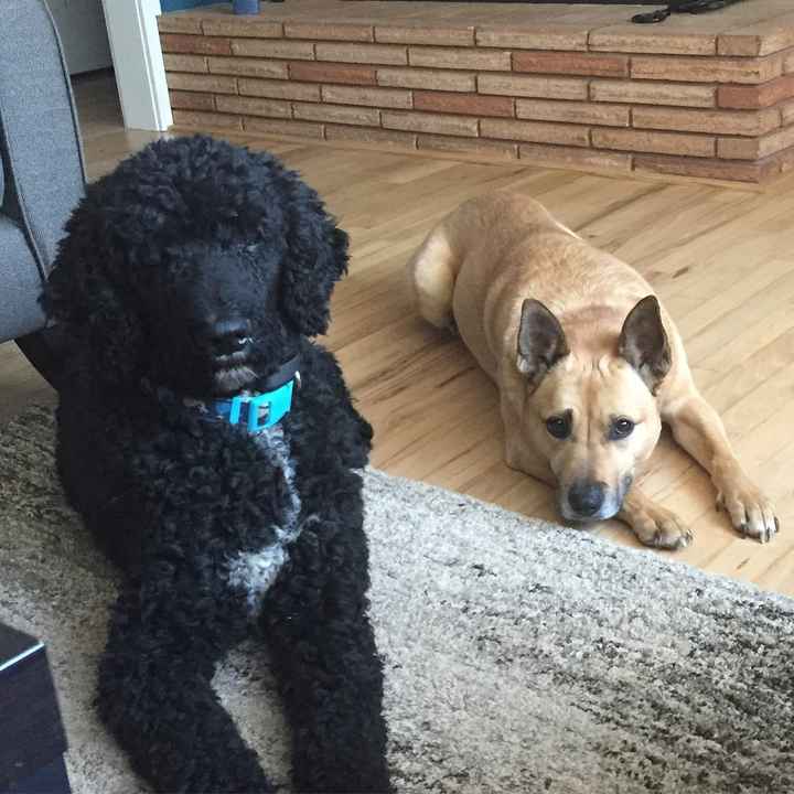 NWR: Lets talk pets.