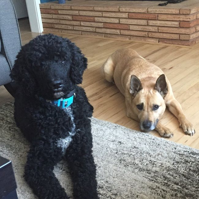 NWR: Lets talk pets.