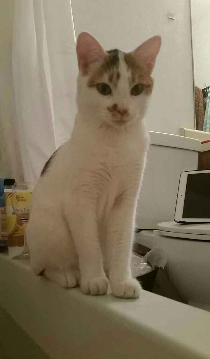 Spinoff: Show us your rescues!