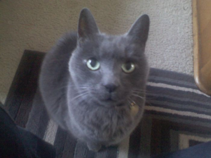 NWR: Fur baby thread!