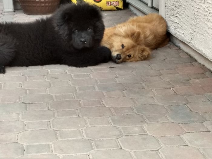 Cutie Chow Chows