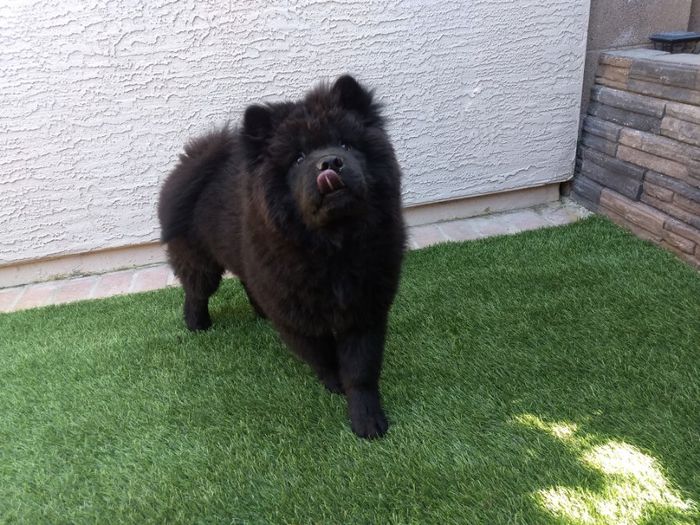Kovu Bear