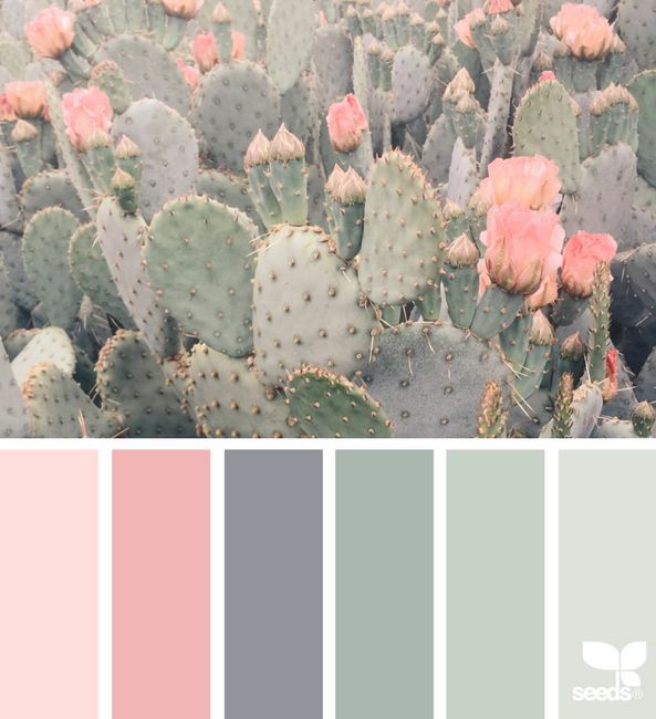 cactus color palette