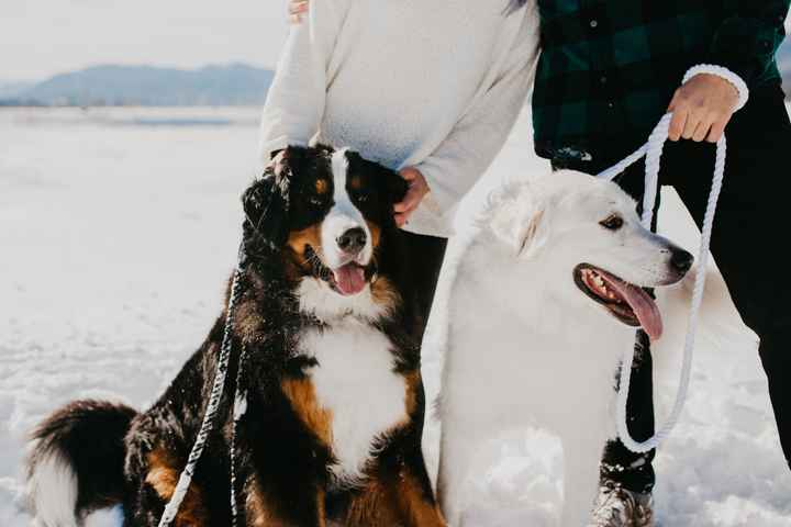 Flower Girl or Ring Bearer Dog? - 1