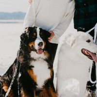 Furbabies Included in Wedding Day - 1