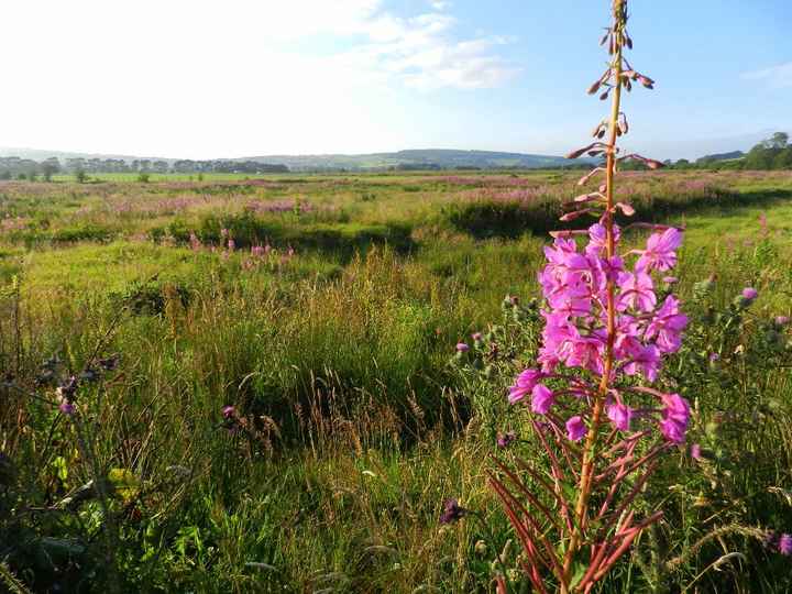 County Wicklow