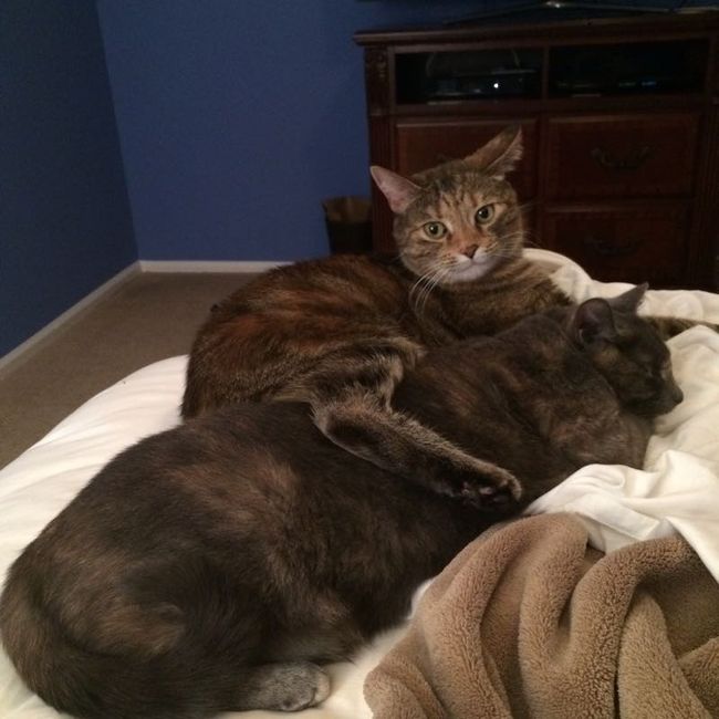 Fur babies