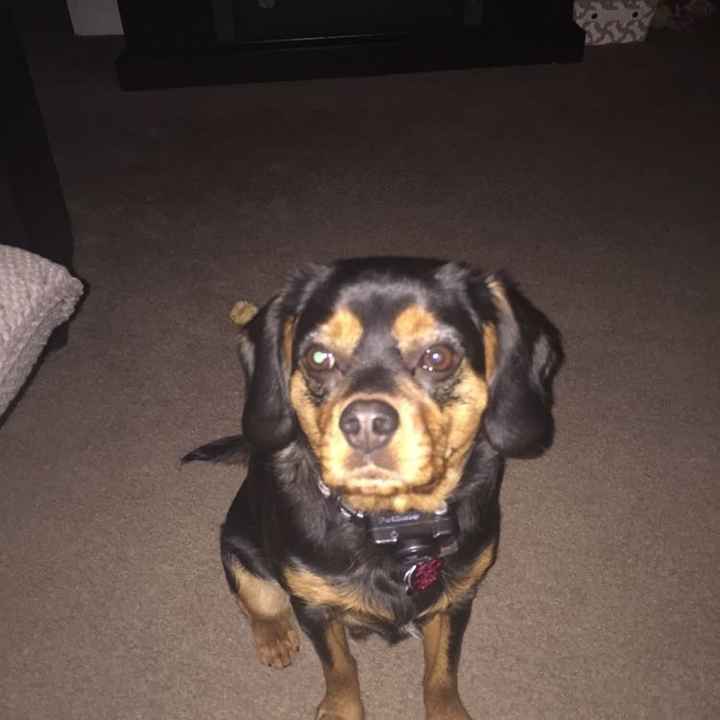 Let me see those fur babies!