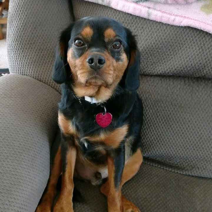 Show me your fur babies!