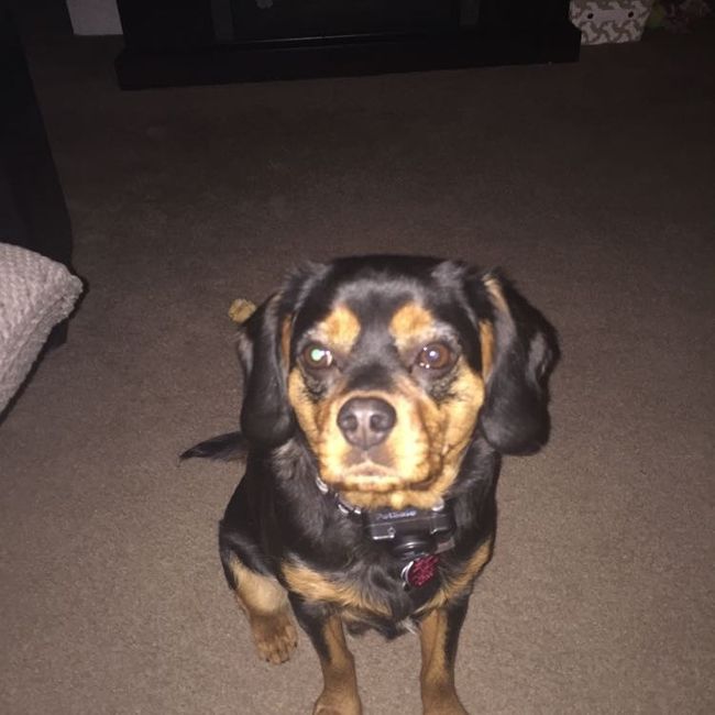 Let me see those fur babies!