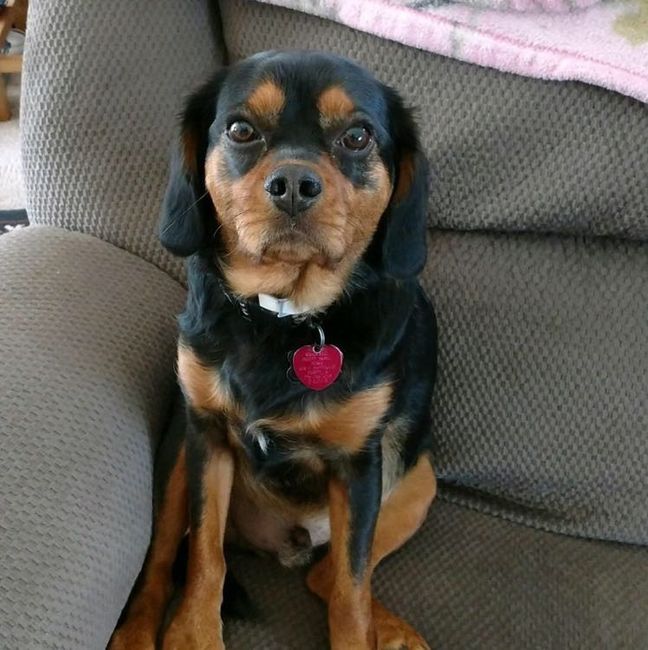 Show me your fur babies!