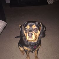 Let me see those fur babies!