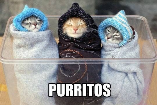 Time to Post Funny Cat Pics!