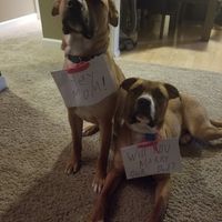 Engagement photos with furbabies? - 1