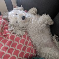 Pets in your wedding photos - 1