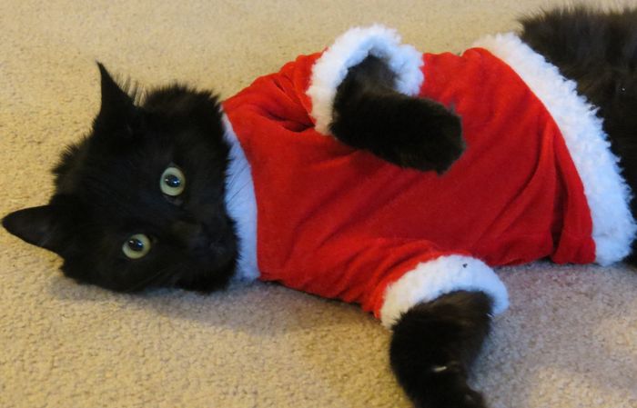 NWR: Pets dressed up for christmas