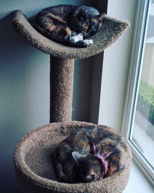 Show me your fur babies!