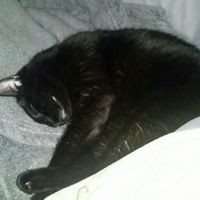 NWR: Show me your fur babies