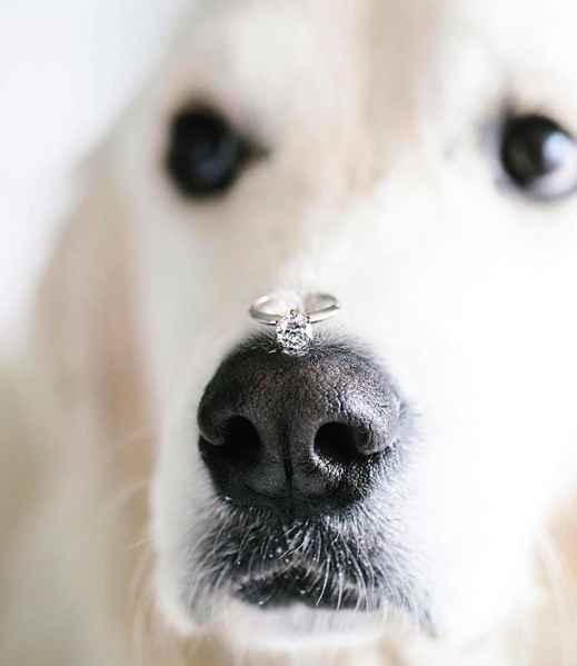 dog dog