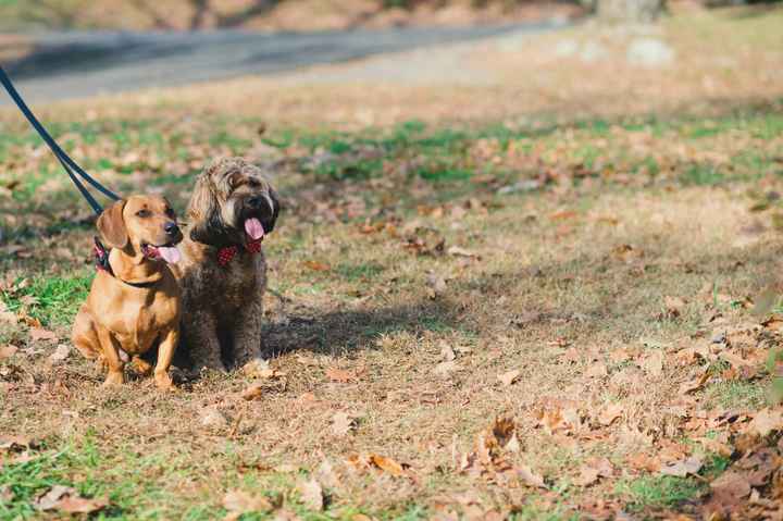 Show me your puppies!