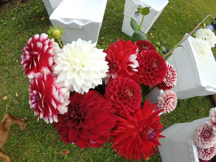 My experience with growing my own flowers