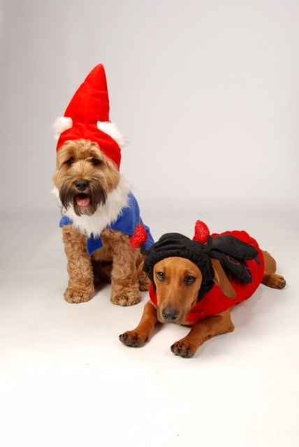 NWR: Professional Photos for your dog? Family Dog Photo? SHOW ME UR PET!