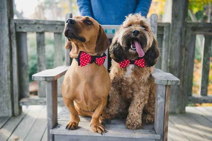 NWR: Professional Photos for your dog? Family Dog Photo? SHOW ME UR PET!