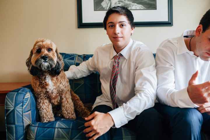Pets In Wedding Photos!