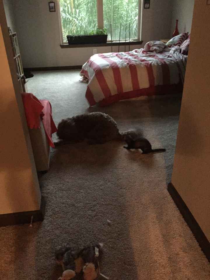 NWR: does anyone own ferrets?