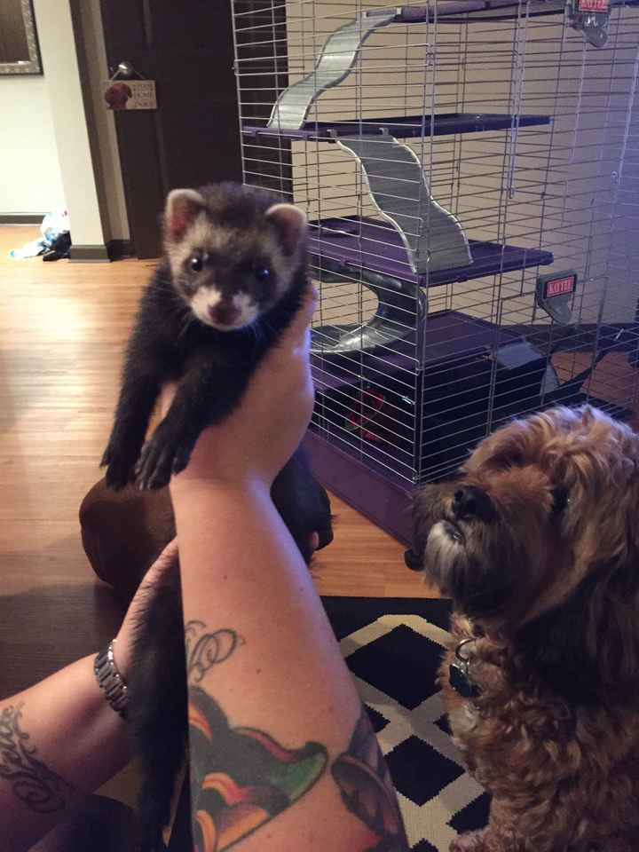 NWR: does anyone own ferrets?