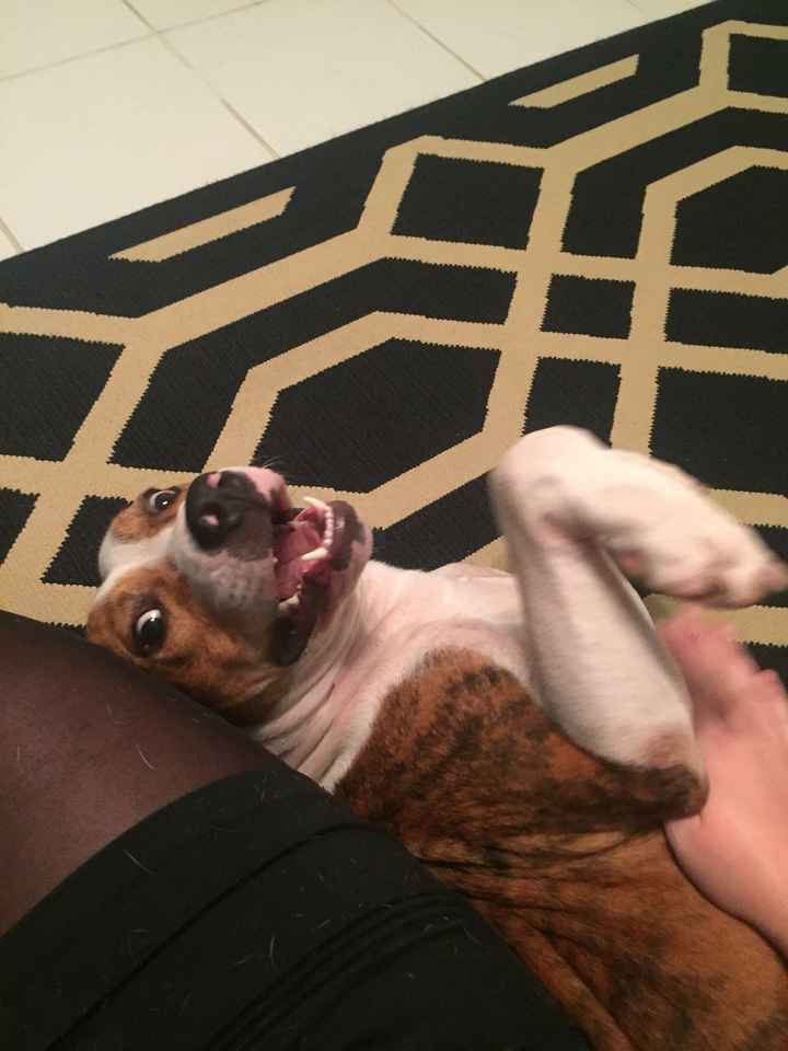 NWR: a vent about my new foster dog.