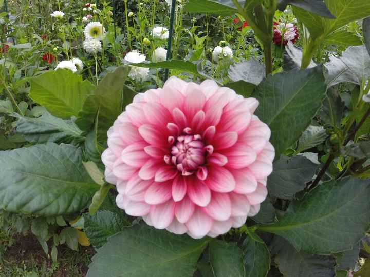 My experience with growing my own flowers