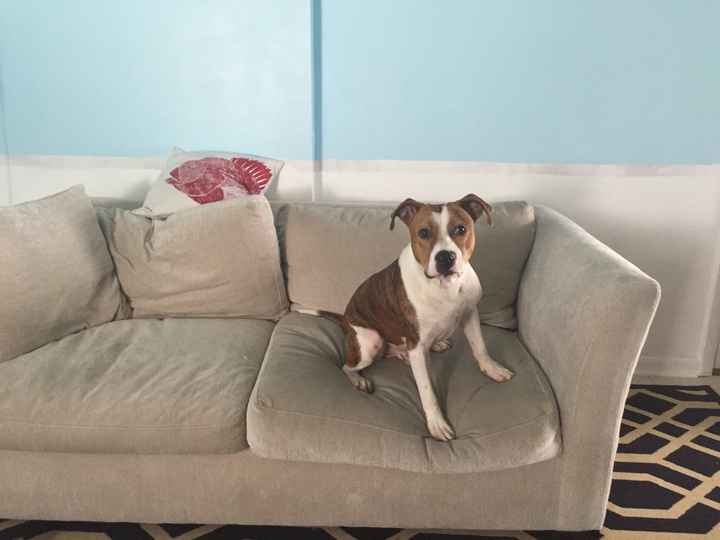 NWR: a vent about my new foster dog.
