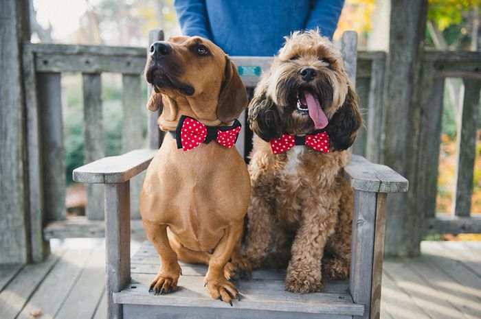 furry bridal party member