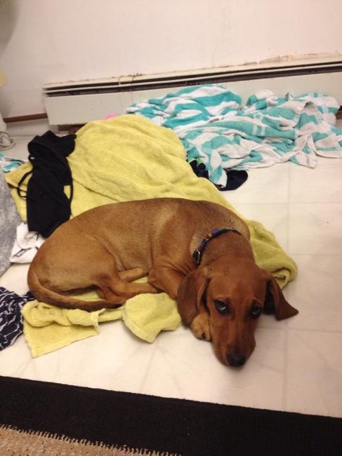 NWR: Pet Post