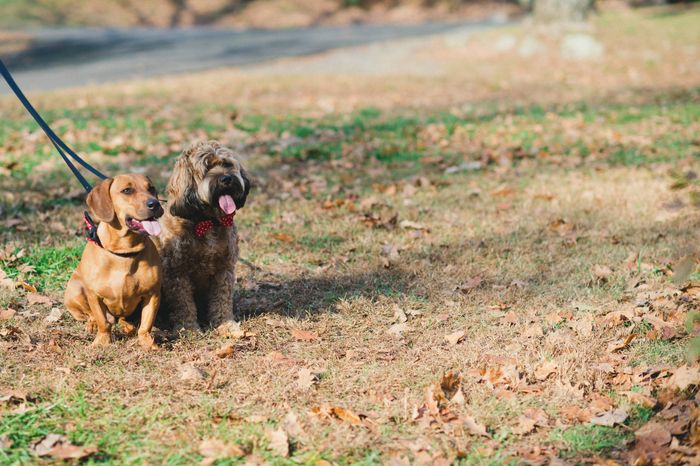 Show me your puppies!