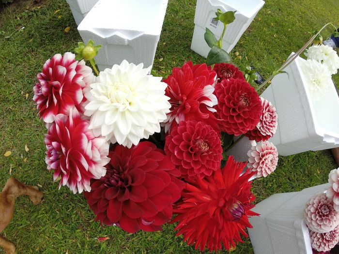 My experience with growing my own flowers