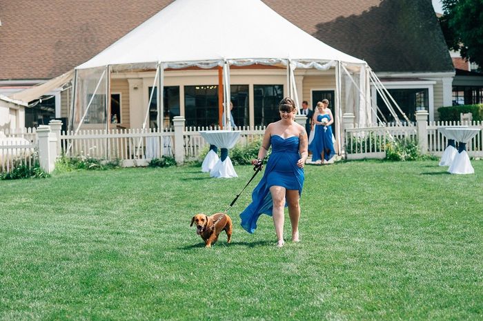Finally posting my BAM. (dogs in wedding, lawn games, melted wedding cake, my opinions on everything