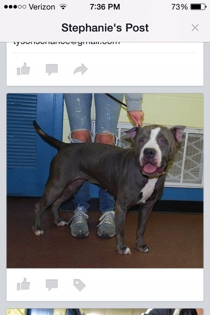 NWR: anyone in Louisville want to foster a dog?