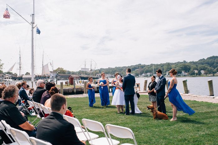 This is a pets in wedding thread.(I want to see pictures)