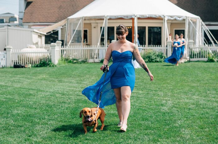 This is a pets in wedding thread.(I want to see pictures)