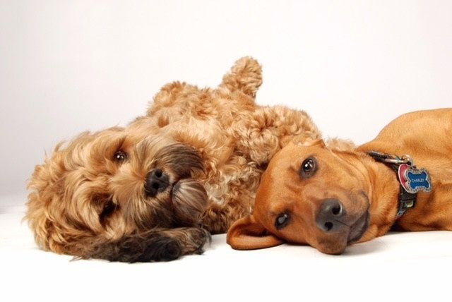 NWR: Professional Photos for your dog? Family Dog Photo? SHOW ME UR PET!