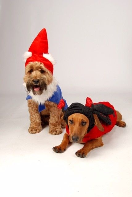 NWR: Professional Photos for your dog? Family Dog Photo? SHOW ME UR PET!