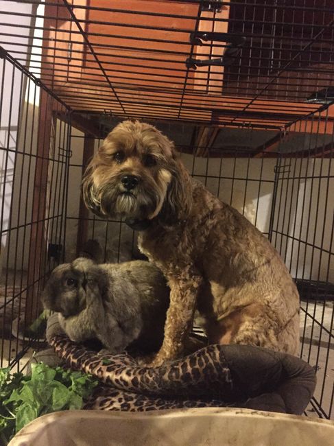 NWR: Pets "helping"