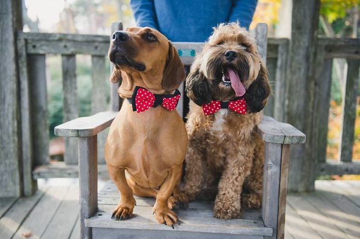 NWR: Adopting a dog