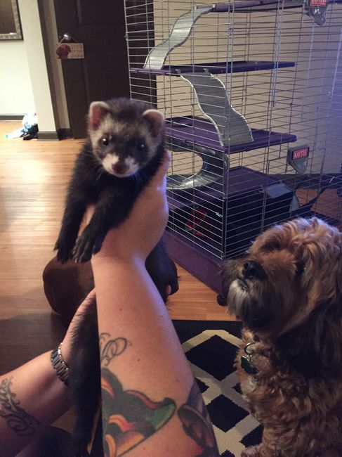 NWR: does anyone own ferrets?