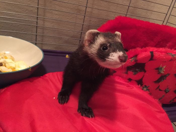 NWR: Unusual Pets? We are adopting a hedgehog, hurray