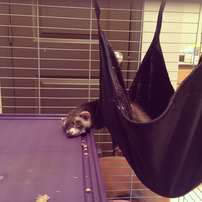 NWR: Happy Fursday!