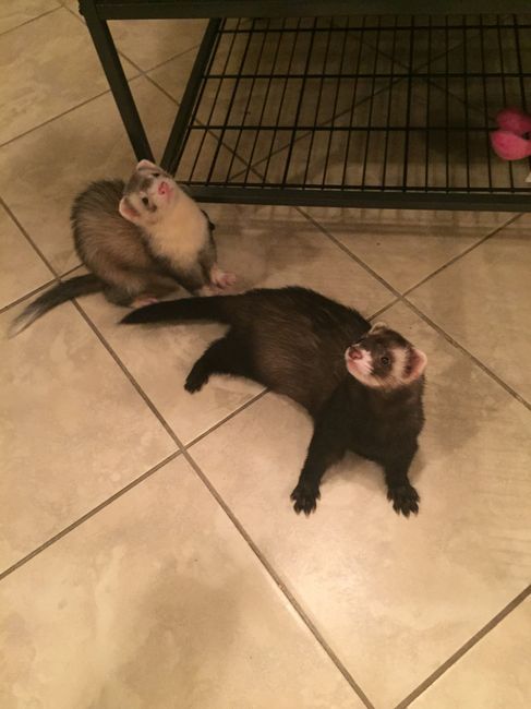NWR: Fur-baby Fursday!